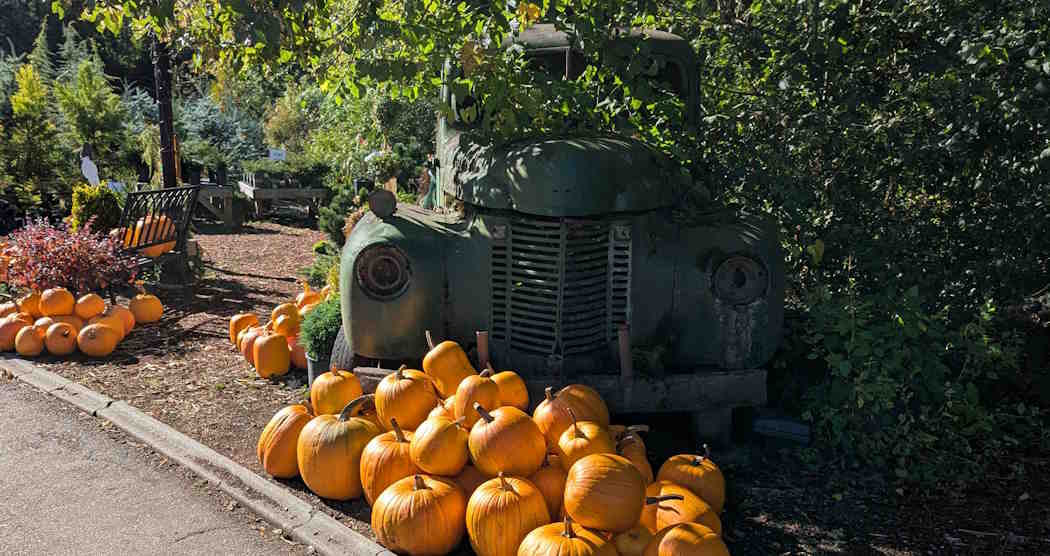 Pumpkin Walk