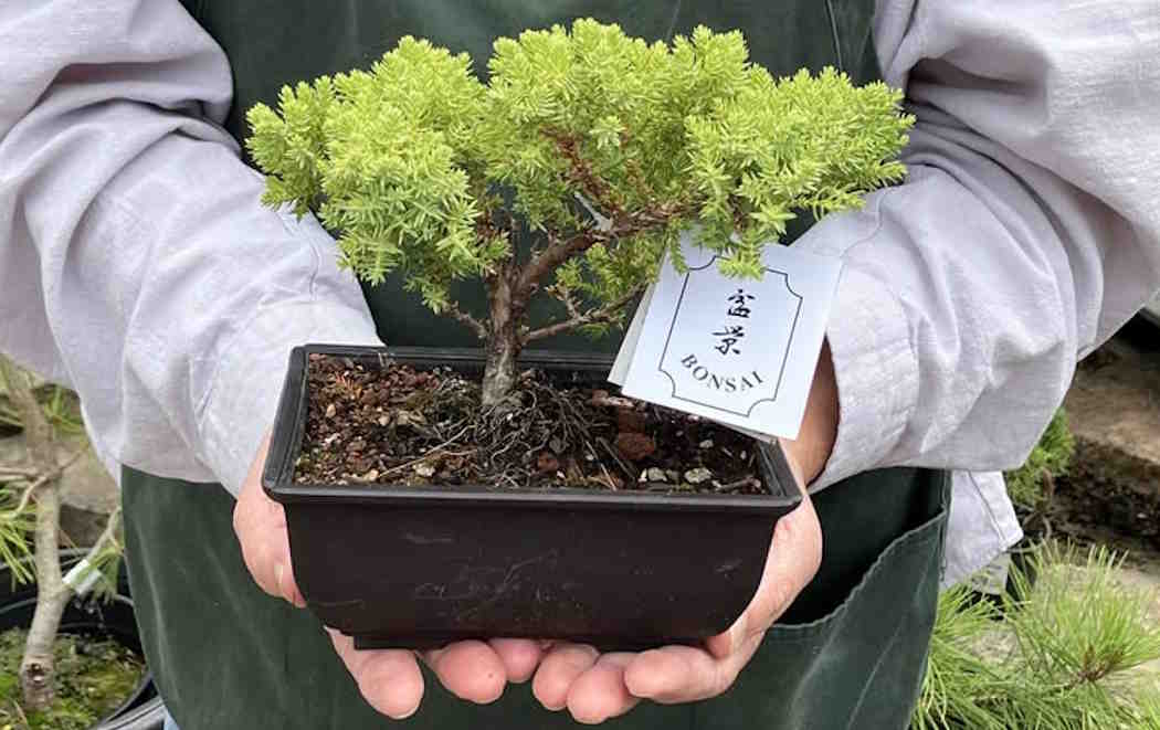 Bonsai