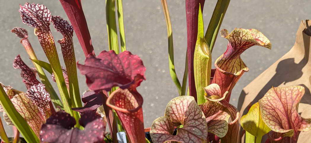 Carnivorous Plants