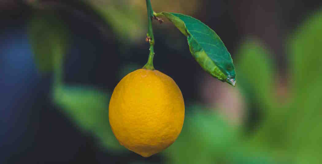 Lemon Tree