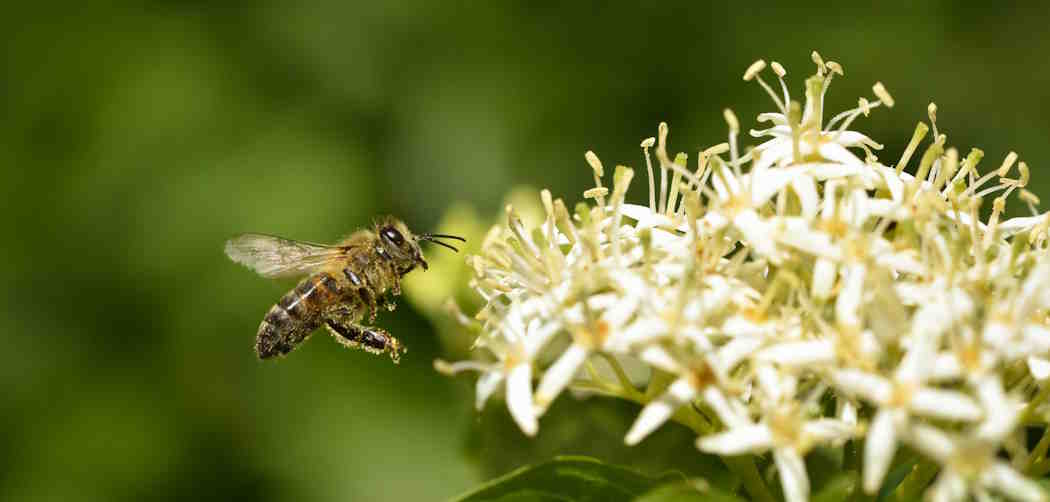 Pollinator Party